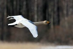 25-Erottamattomat-kuvattu-Pehkijarvella-kuva-Olli-Pyykkonen